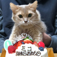 うちの猫であるミコの1歳の誕生日