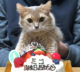 うちの猫であるミコの1歳の誕生日